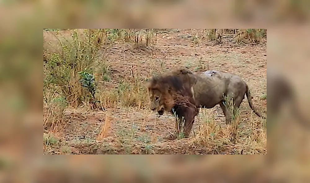 El león de melena más oscura intentó volver a tener su territorio, pero para hacerlo debía enfrentar a sus viejos adversarios. Foto: captura El león de melena más oscura intentó volver a tener su territorio, pero para hacerlo debía enfrentar a sus viejos adversarios. Foto: captura