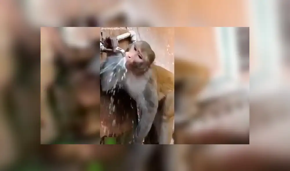 Vía Facebook. La increíble conducta del mono fue catalogada como una gran lección para los humanos