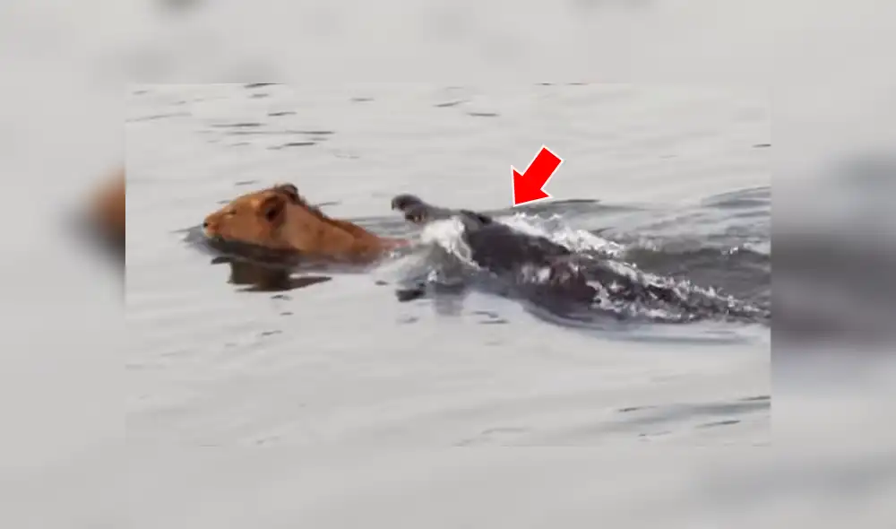 Un turista quedó aterrado al grabar en un video viral de YouTube el brutal ataque que sufrió un león en las garras de un enorme cocodrilo, mientras cruzaba un peligroso río. Un turista quedó aterrado al grabar en un video viral de YouTube el brutal ataque que sufrió un león en las garras de un enorme cocodrilo, mientras cruzaba un peligroso río.