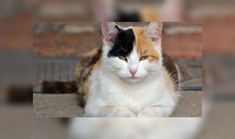 Lyssavirus: ¿qué es y cómo se transmite, según la OMS? Foto: Pixabay. Lyssavirus: ¿qué es y cómo se transmite, según la OMS? Foto: Pixabay.