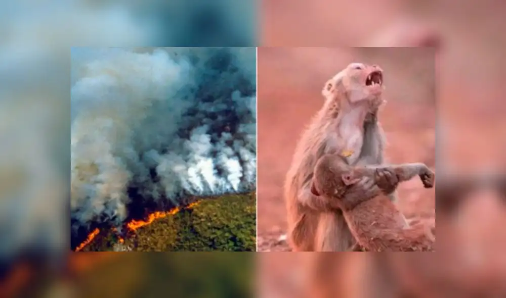 Fotos falsas del incendio en la Amazonía. Foto: redes sociales.