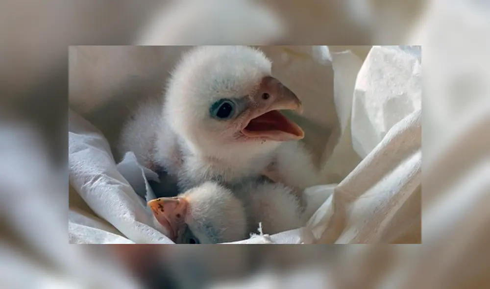 Los polluelos nacían en malas condiciones. Los polluelos nacían en malas condiciones.