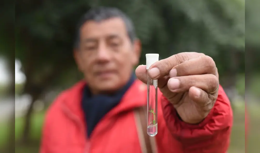 La batalla por la quina