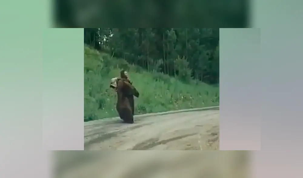 Hombre se acerca a enorme oso herido, lo acaricia y se lleva tremendo susto [VIDEO] 