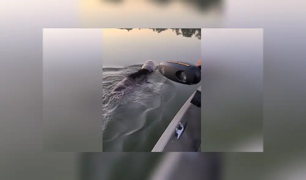Una familia que estaba navegando por un lago salvó a un oso que tenía un bidón de plástico en la cabeza. Foto: Facebook Una familia que estaba navegando por un lago salvó a un oso que tenía un bidón de plástico en la cabeza. Foto: Facebook