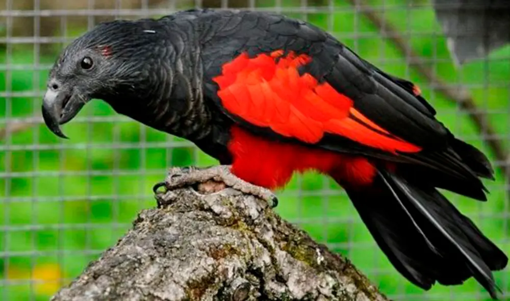 El ‘loro Drácula’: el ave que aterra y enamora en las redes sociales [VIDEO]