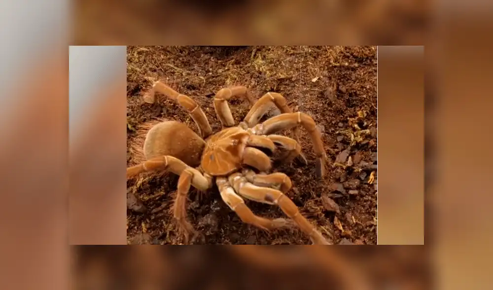 Facebook: mujer le ofrece ratón bebé a su tarántula y esta lo devora sin piedad [VIDEO]