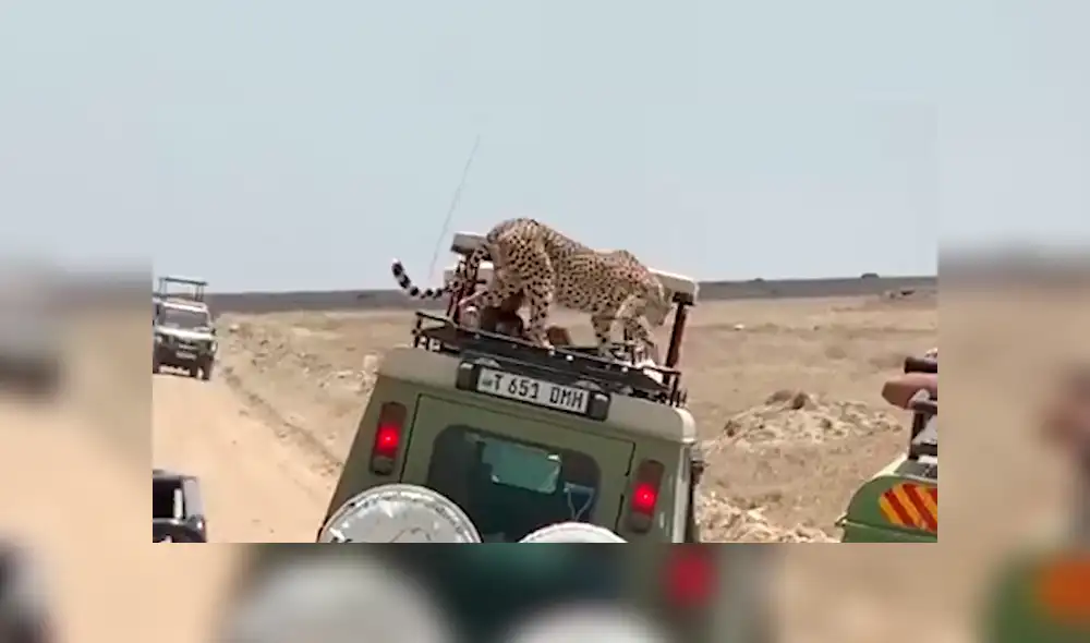 En YouTube, una familia realizaba un safari y fueron sorprendidos por una feroz chita que se subió a su vehículo. En YouTube, una familia realizaba un safari y fueron sorprendidos por una feroz chita que se subió a su vehículo.