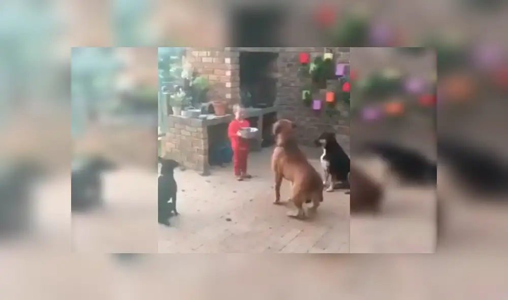 Video es viral en YouTube. Los animales se ganaron la admiración de todos con su ejemplar comportamiento antes de empezar a comer