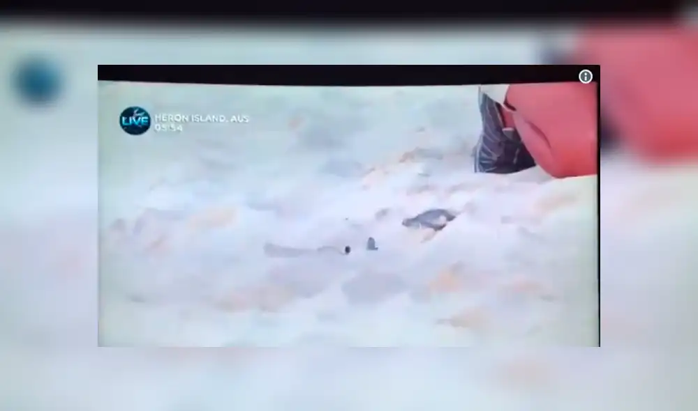 Facebook viral:Una tortuga fue liberada en vivo por una reportera pero un ave arruina tierno momento [VIDEO]