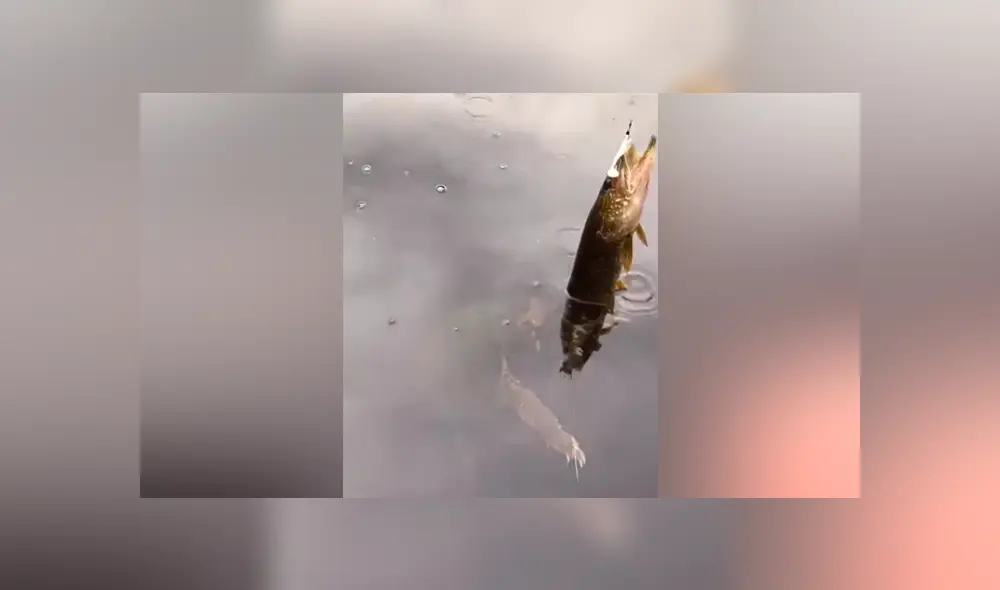 Hombre pesca un pez y extraña criatura emerge del río para devorar su presa [VIDEO] 