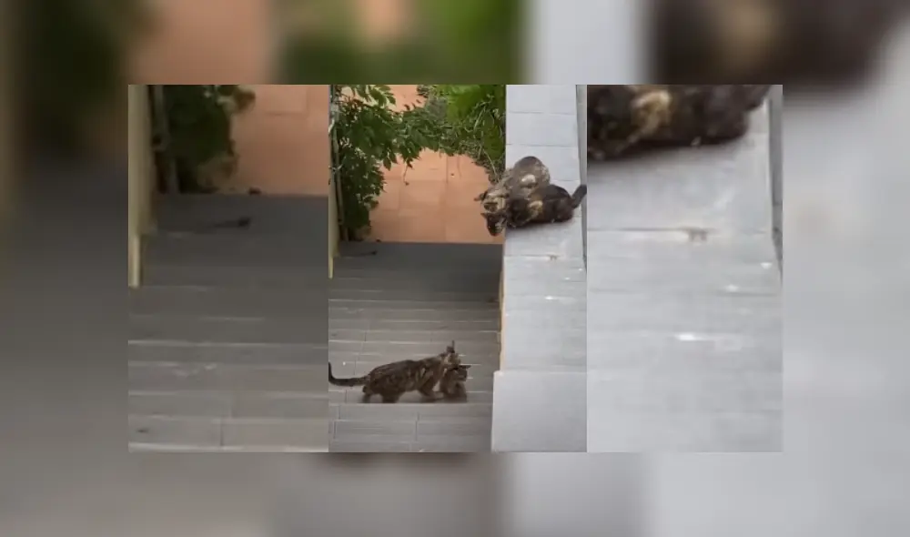 Desliza hacia la izquierda para ver más del video viral.