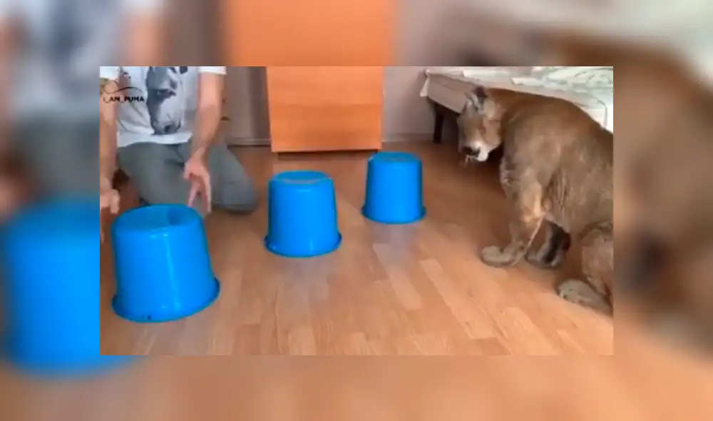 Desliza para ver el desenlace de este video viral de Facebook. Foto: Captura. Desliza para ver el desenlace de este video viral de Facebook. Foto: Captura.