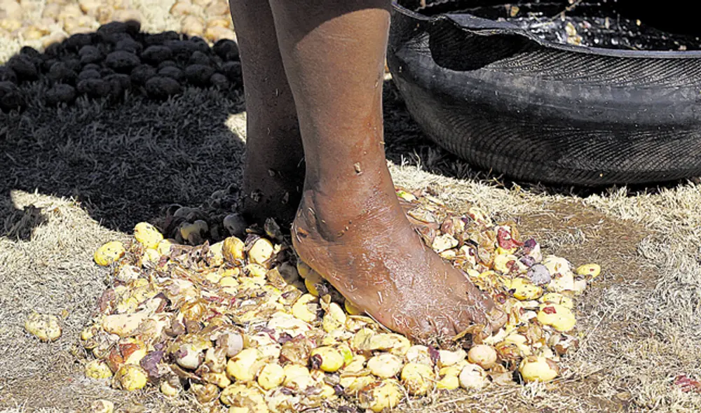 Puno Chuño agricultura papa (Foto: Juan Carlos Cisneros) Puno Chuño agricultura papa (Foto: Juan Carlos Cisneros)