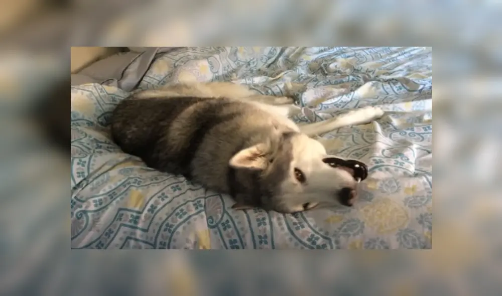 Desliza hacia la izquierda para ver más del video viral. Fotocaptura: YouTube Desliza hacia la izquierda para ver más del video viral. Fotocaptura: YouTube