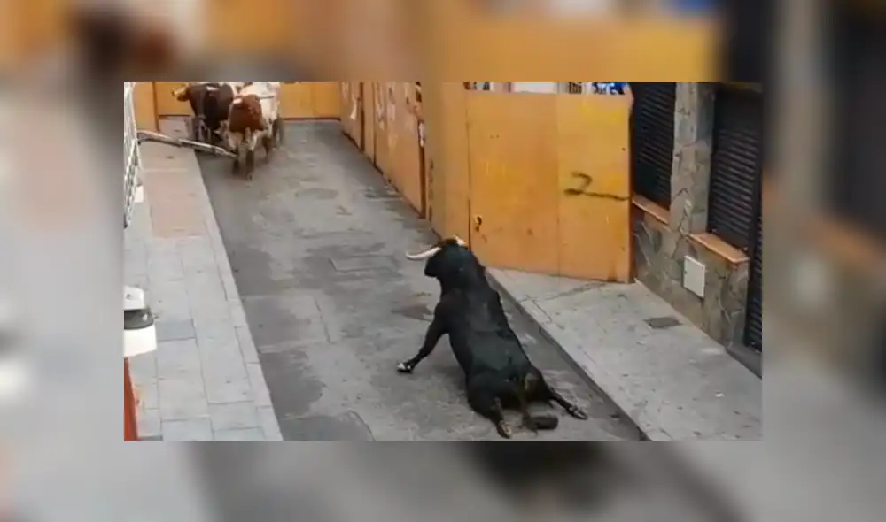 YouTube: en España toro se rompe las patas traseras mientras intenta huir de corrida [VIDEO]