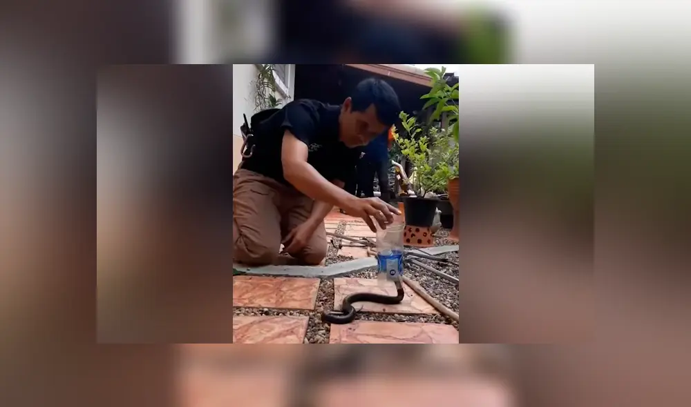 Un chico dejó con los pelos de punta a miles de usuarios en YouTube al pretender atrapar una letal serpiente con una botella de plástico, sin imaginar lo que pasaría. Un chico dejó con los pelos de punta a miles de usuarios en YouTube al pretender atrapar una letal serpiente con una botella de plástico, sin imaginar lo que pasaría.