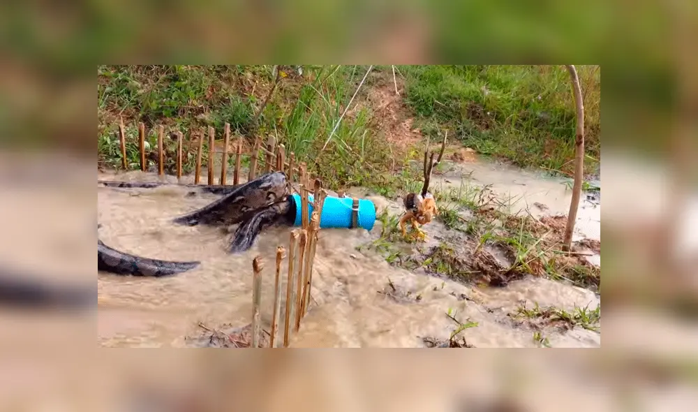 Facebook: Granjero detuvo a anaconda que se iba a devorar un pollo con increíble truco