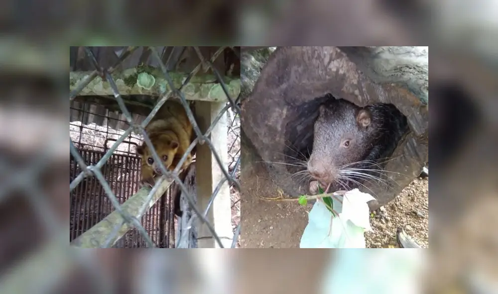 A la izquierda, un ejemplar de chosna o kinkajou en su habitat. A la derecha, el famoso machetero: Foto: Walter Durand.