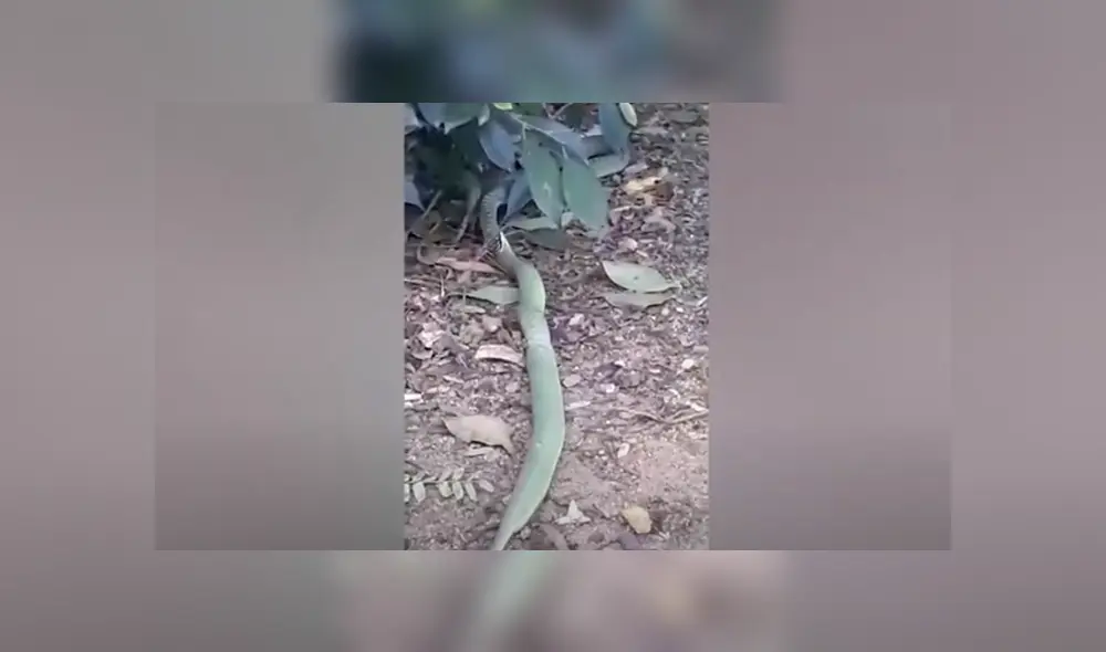 Desliza hacia la izquierda para ver las imágenes del viral de Facebook. Foto: Captura. Desliza hacia la izquierda para ver las imágenes del viral de Facebook. Foto: Captura.