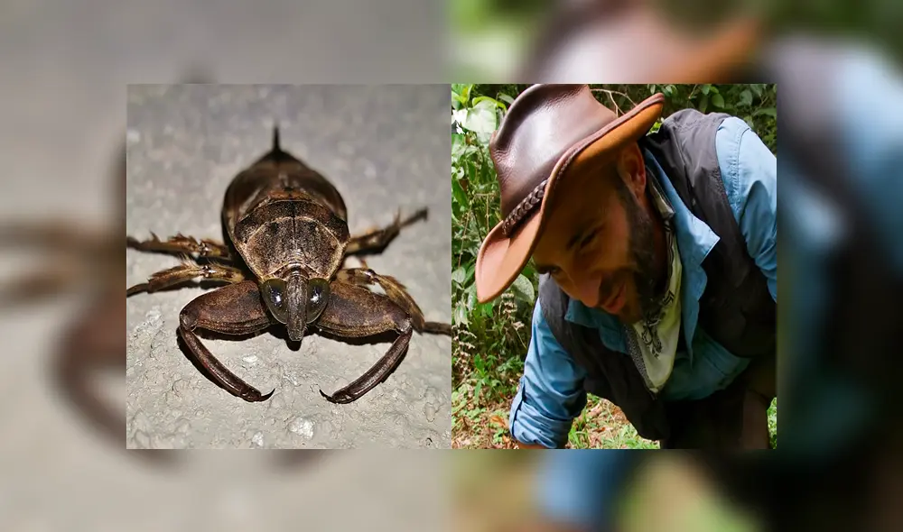 Un video muestra al popular 'Coyote' Peterson siendo mordido por una chinche de agua gigante. Un video muestra al popular 'Coyote' Peterson siendo mordido por una chinche de agua gigante.