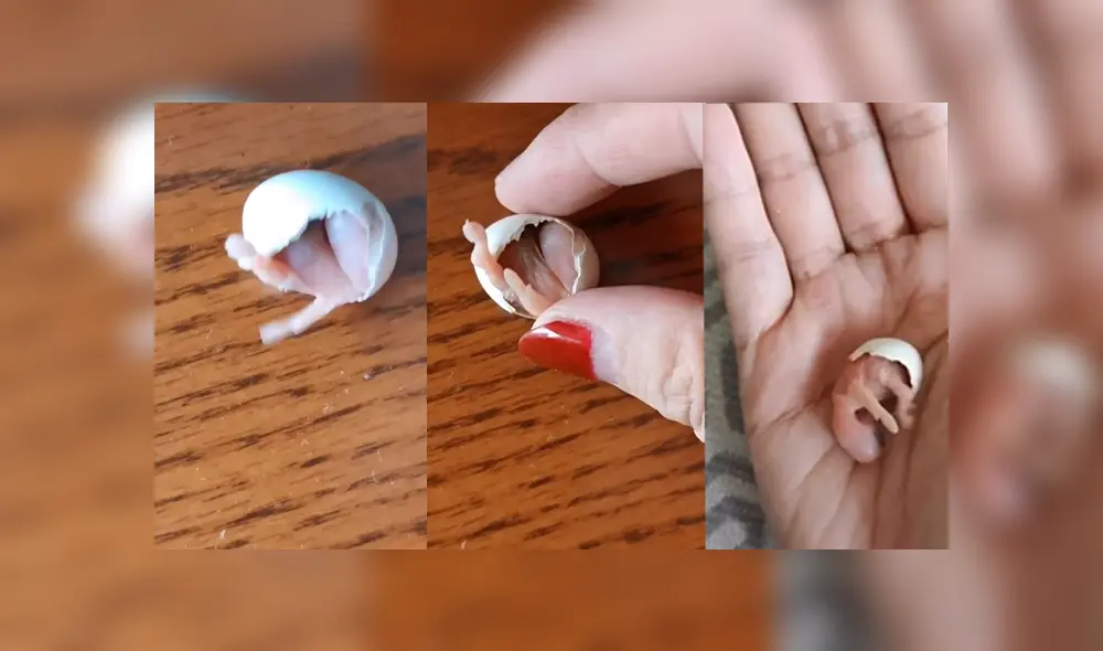 Desliza para ver el desenlace de este video viral publicado en YouTube. Foto: Captura.