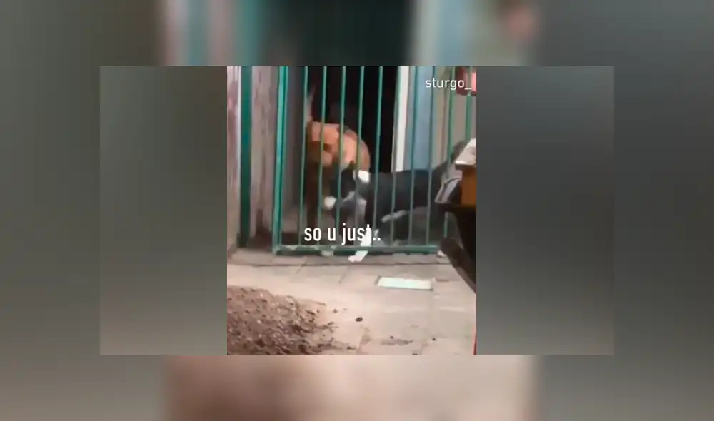 El bull terrier inglés quería salir, pero una reja se lo impedía. Foto: captura.