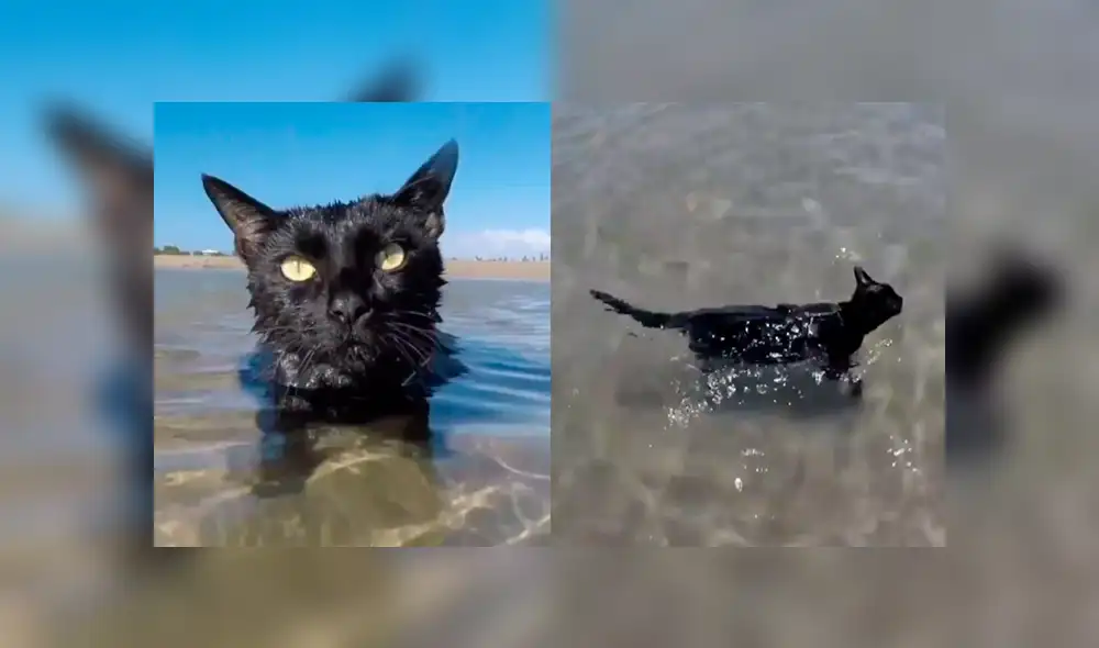 Facebook viral: gato nadó como un profesional en la playa y su dueño quedó asombrado [VIDEO] 