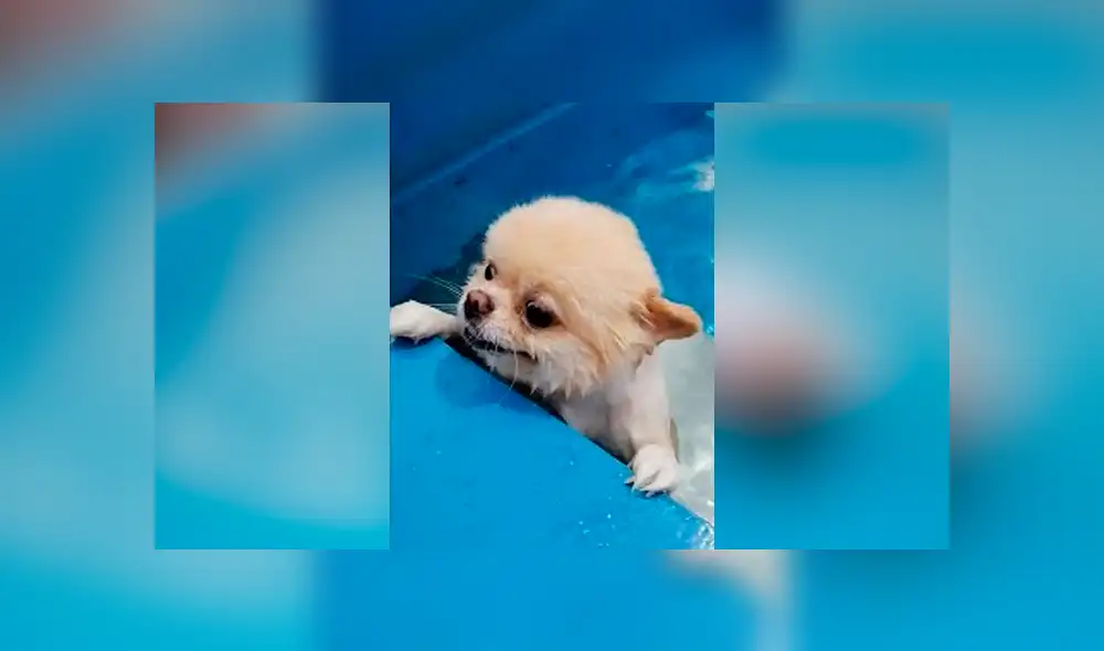 YouTube viral: profesor de natación enseña a nadar a perrito y miles se conmueven [VIDEO]