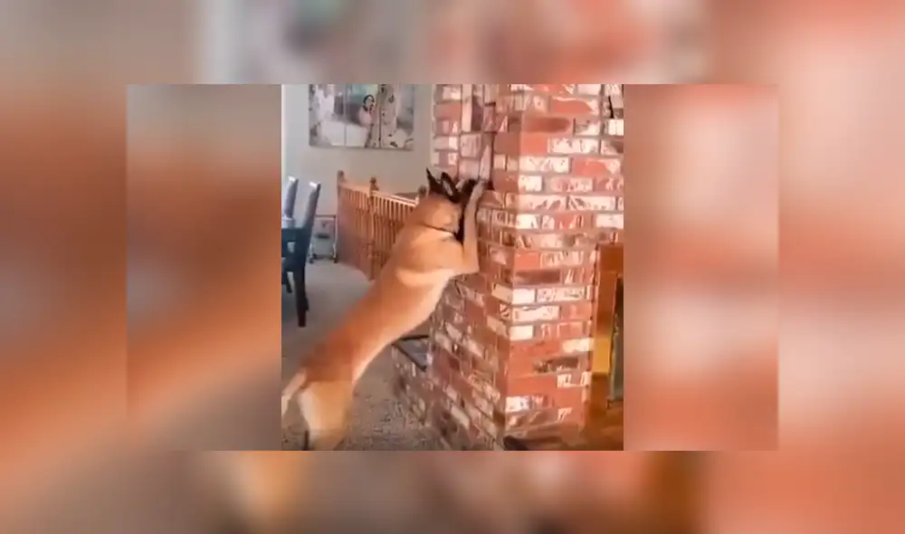 Desliza las imágenes hacia la izquierda para conocer el divertido juego de una niña junto a su mascota.