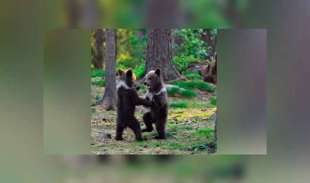 Vía Facebook. Los tiernos osos formaron una ronda y comenzaron a jugar como si fueran unos niños. Vía Facebook. Los tiernos osos formaron una ronda y comenzaron a jugar como si fueran unos niños.