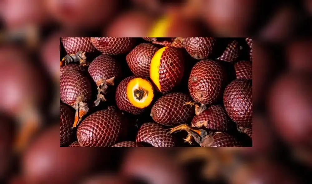 Hay veinte proyectos para recuperar los recursos de los bosques amazónicos 