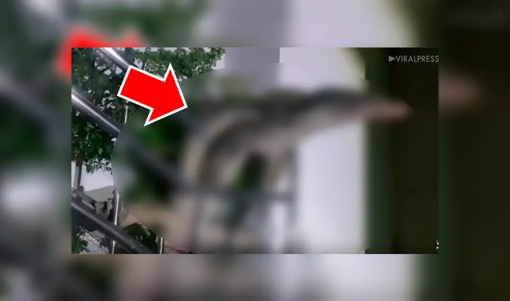 Facebook viral: hombre llega a su casa y encuentra una hambrienta criatura parada en su balcón [VIDEO] 