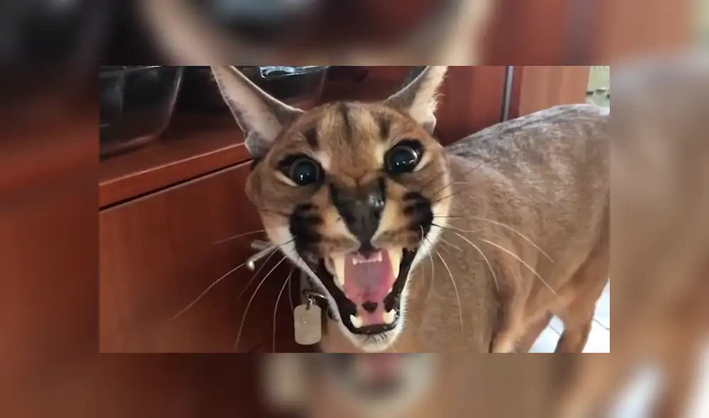 Facebook: Escucha el aterrorizador sonido que hace un lince africano cuando está asustado [VIDEO]