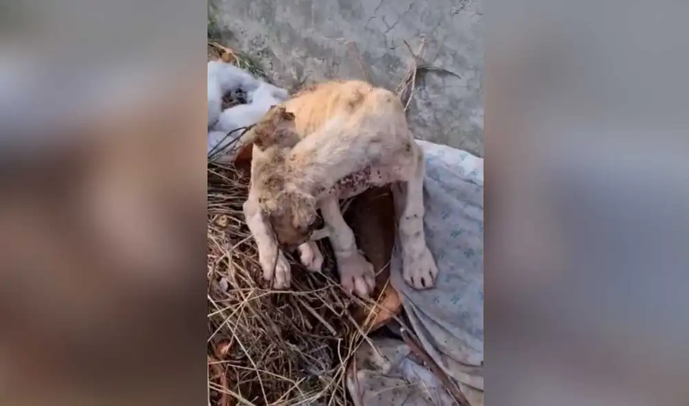 Desliza las imágenes para ver la increíble transformación que experimentó este perrito callejero tras ser rescatado. Fotocaptura: Kathia Acosta /TikTok Desliza las imágenes para ver la increíble transformación que experimentó este perrito callejero tras ser rescatado. Fotocaptura: Kathia Acosta /TikTok
