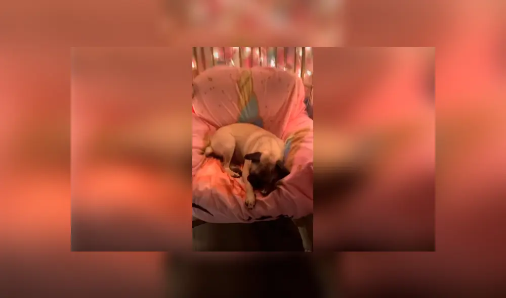 Desliza las imágenes para observar el comportamiento de un perro al creer que su dueña le compró una silla. Foto: Captura. Desliza las imágenes para observar el comportamiento de un perro al creer que su dueña le compró una silla. Foto: Captura.