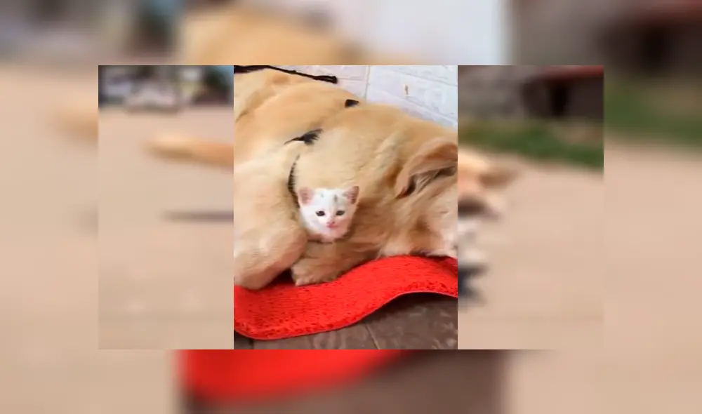 En YouTube, un perro escuchó unos extraños ruidos y descubrió que se trataba de un gato moribundo.