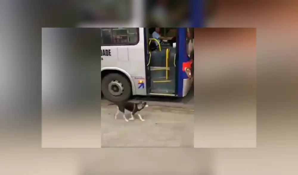 Facebook viral: Perro callejero espera todos los días a chofer de bus para que le comparta su comida [VIDEO]
