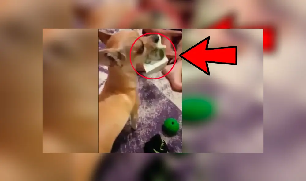 Perra protagonizó una graciosa escena al robarles el dinero de compras a sus cuidadores