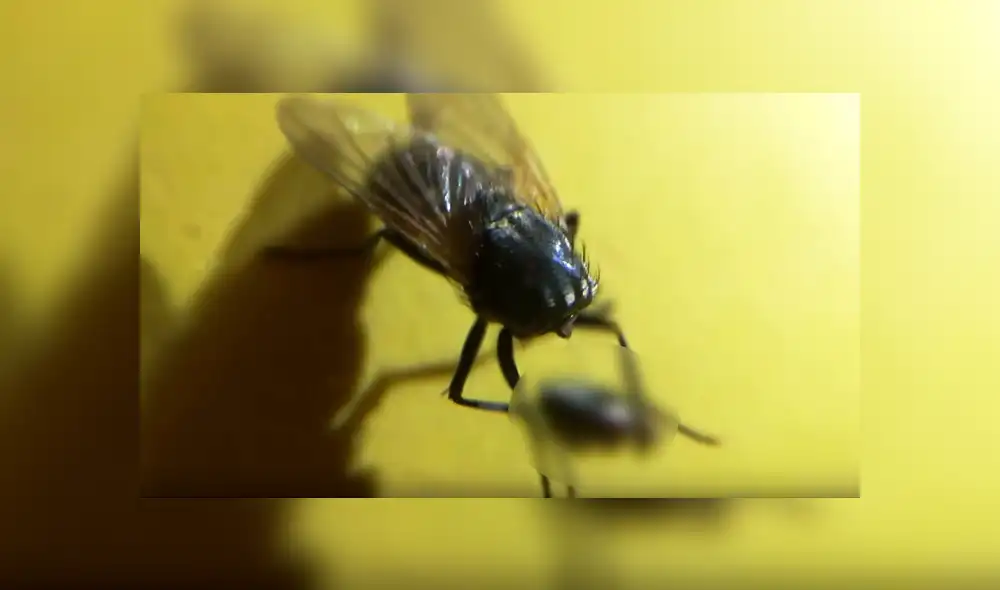 Facebook: Mosca 'zombie' vive sin cabeza y tiene inesperada reacción al encontrarla [VIDEO]