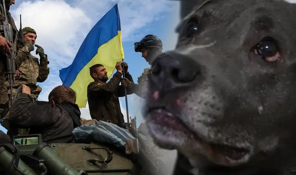 El perro formará parte de la terapia para niños que se han visto afectados por la guerra. Foto: AFP/SkyNews El perro formará parte de la terapia para niños que se han visto afectados por la guerra. Foto: AFP/SkyNews
