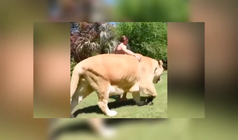 YouTube viral: Tigresa y león tienen cría considerada el felino más grande del mundo [VIDEO]