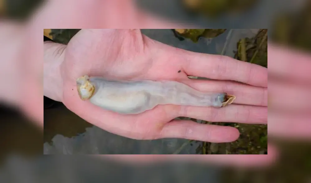 Video es viral en YouTube. Un grupo de científicos diseccionaron a este extraño gusano y lo que encontraron en su interior sorprendió a más de uno. Foto: Captura. Video es viral en YouTube. Un grupo de científicos diseccionaron a este extraño gusano y lo que encontraron en su interior sorprendió a más de uno. Foto: Captura.