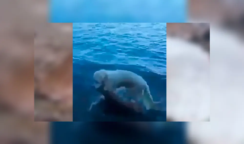 Video es viral en Facebook. El can se ha ganado la admiración de todos con su increíble comportamiento tras sacar del agua a un ciervo moribundo