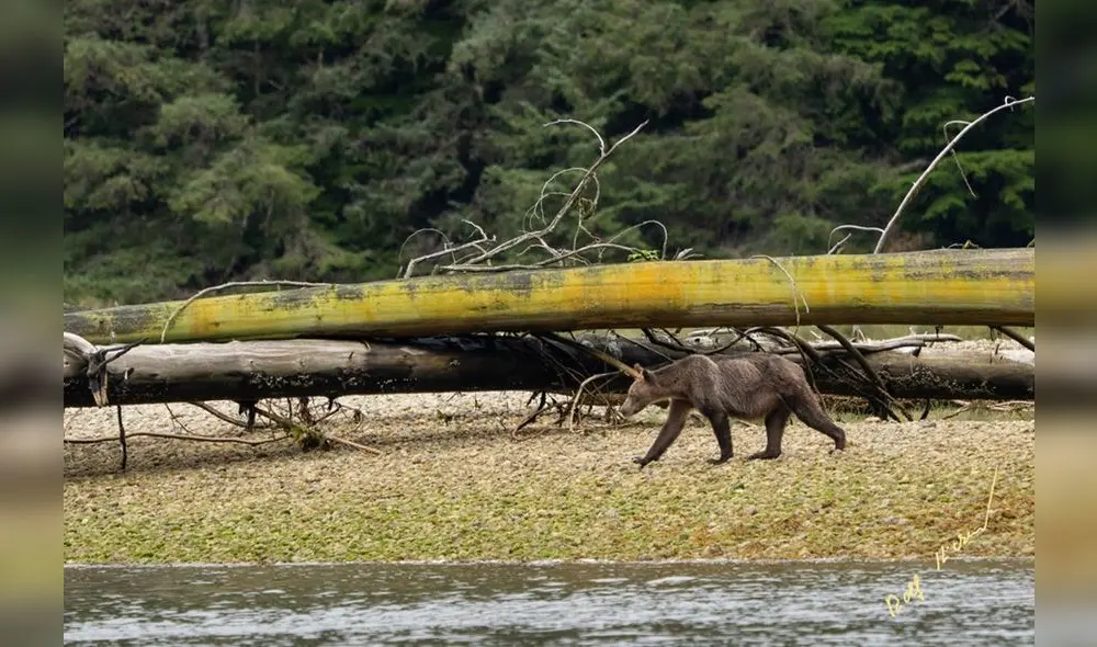 Osos buscando alimento en Canadá