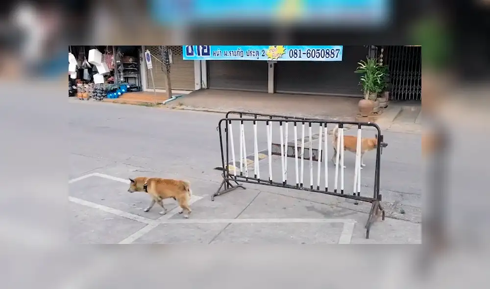 Vía Facebook: perros callejeros tienen feroz enfrentamiento pero causan risas por un detalle [VIDEO]