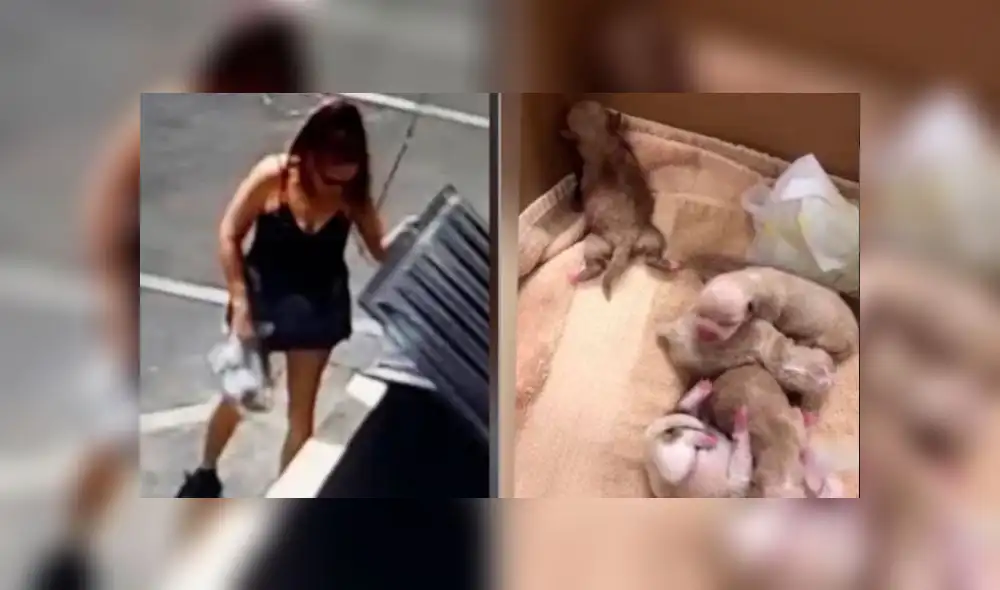 Condenan a un año de cárcel a mujer que arrojó una bolsa con cachorros a la basura [VIDEO]