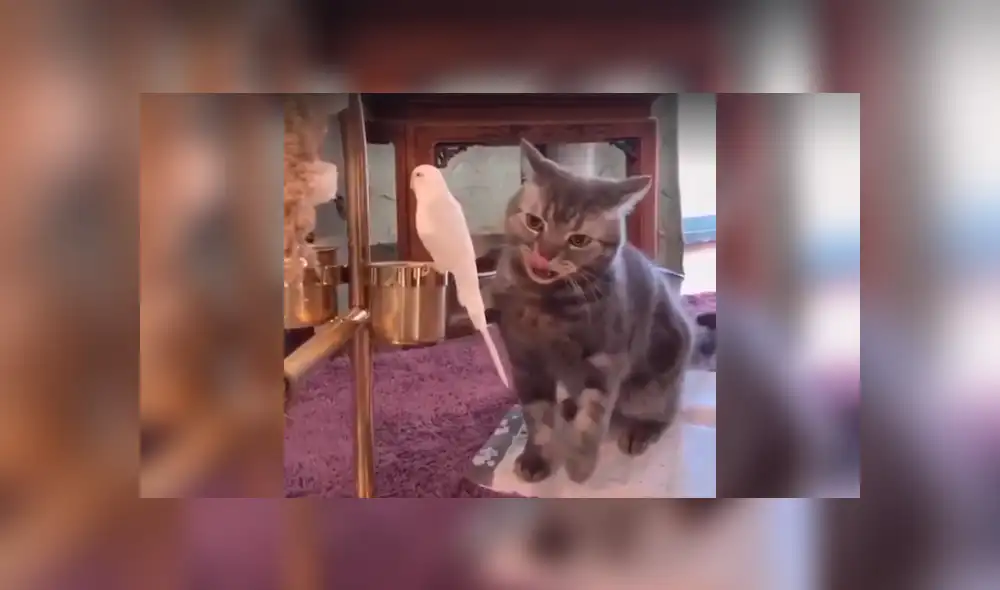 Desliza a la izquierda para conocer el nuevo viral de YouTube. Foto: Captura. Desliza a la izquierda para conocer el nuevo viral de YouTube. Foto: Captura.