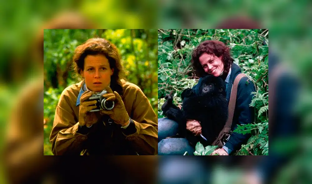 National Geographic estrena “Dian Fossey: Muerte en la Niebla”