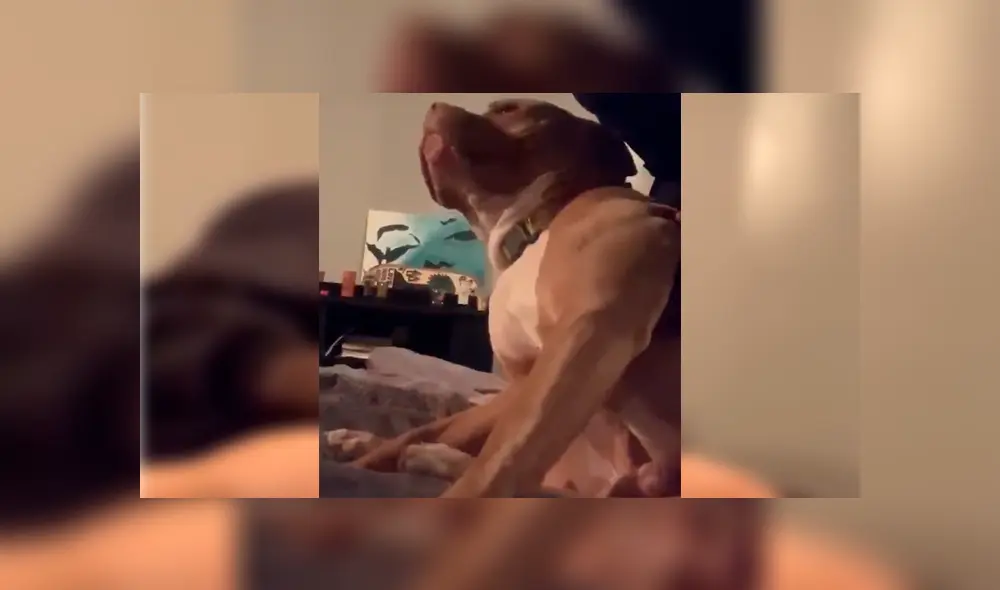 Dueño del can intentó desalojarlo de su cama, sin imaginar la insólita conducta que adoptaría su mascota. Video es viral en Facebook